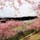 2019.3
箕郷梅林。少し散りはじめの河津桜と満開の白梅のコラボが綺麗でした。