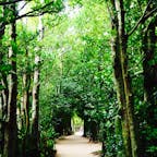 備瀬のフクギ並木

沖縄の森。
レンタルサイクルで森の中を駆け巡る

#沖縄#備瀬のフクギ並木#美ら海水族館のお隣さん
