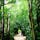 備瀬のフクギ並木

沖縄の森。
レンタルサイクルで森の中を駆け巡る

#沖縄#備瀬のフクギ並木#美ら海水族館のお隣さん