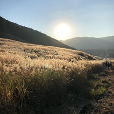11月 神奈川県 仙石原高原