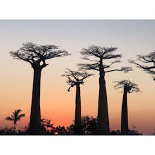 マダガスカル - モロンダバ  バオバブ並木道