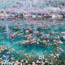 #モネの池#冬に行くものじゃない#岐阜県#関市
