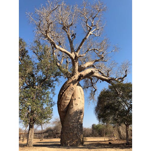 愛し合うバオバブ