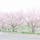 大和川 河川敷

大阪の大和川。河川敷の桜。
ええ感にちゃりんこあるわ。

#大阪#大和川#河川敷#さくら#ちゃりんこ