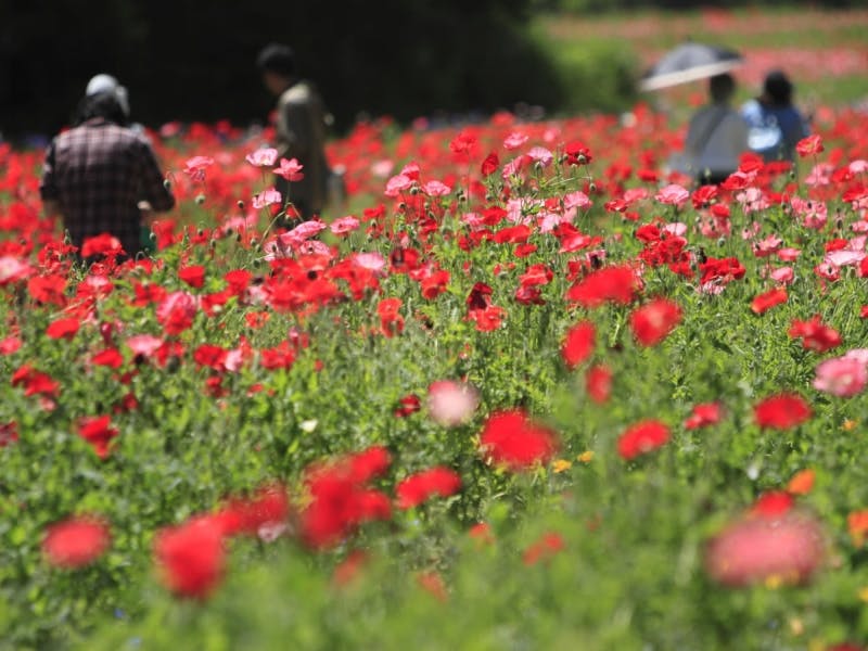 Ranking of Top 10 popular flower garden spots in Kanagawa ｜Japan Travel ...