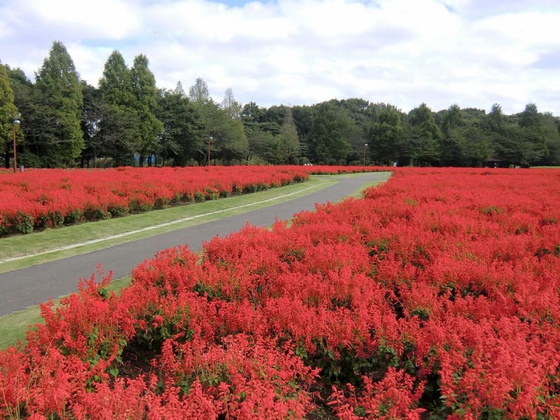 Saitama's Top 10 Most Popular Spots for Flower Gardens (October) ｜Japan