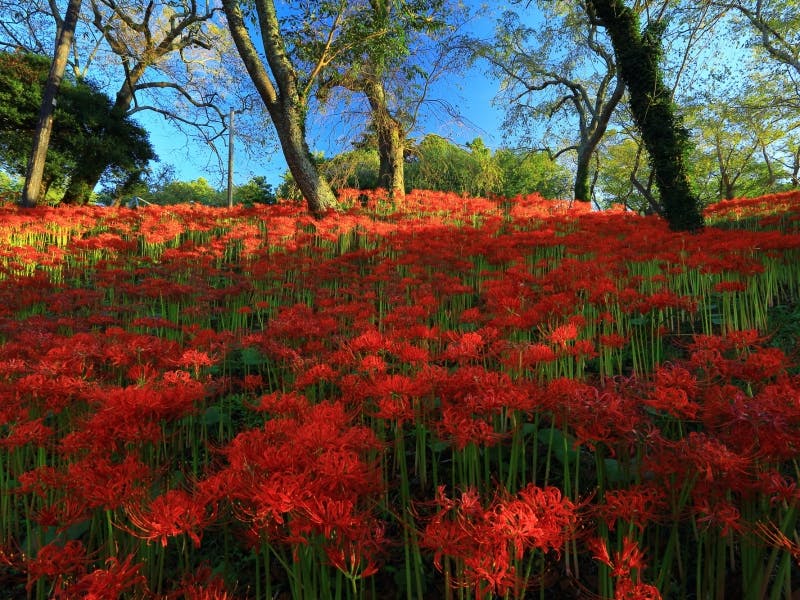 Ranking of the top 7 popular spots in Miyagi regarding flower gardens ...